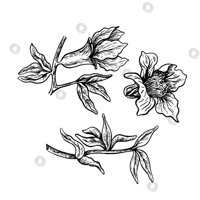 Скачать Листья и цветы граната, нарисованная от руки черно-белая графическая векторная иллюстрация. Изолированные на белом фоне. Элемент дизайна для упаковки, этикеток. Для баннеров и меню, текстиля и плакатов фотосток Ozero