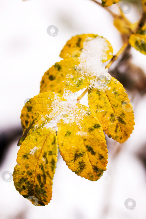 Скачать Снег на желтых листьях растений крупным планом фотосток Ozero