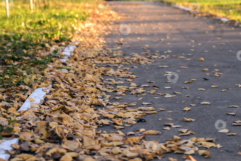 Скачать Асфальтовая дорожка засыпана опавшими листьями. фотосток Ozero