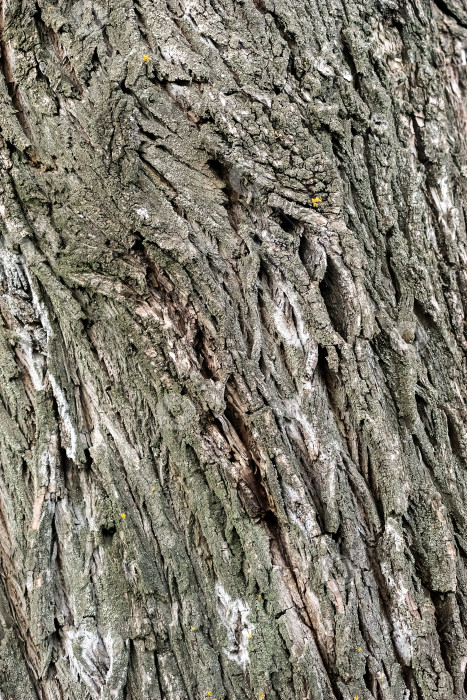 Скачать Кора дерева сфотографирована крупным планом. фотосток Ozero