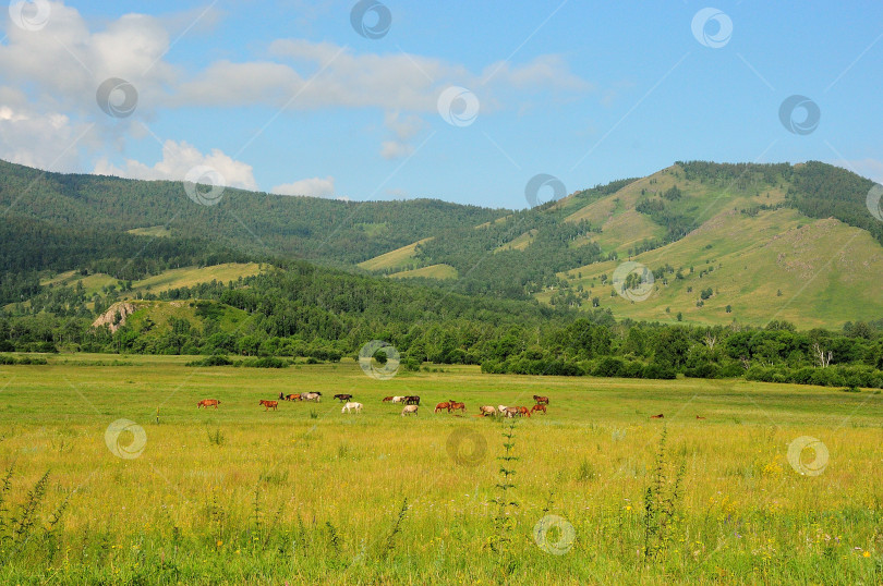 Скачать Небольшой табун лошадей пасется в долине, окруженной горами, ясным летним днем. фотосток Ozero