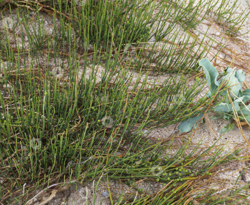Скачать Молодые зеленые побеги травы растут на песке у моря. Естественный зелено-желтый фон. фотосток Ozero