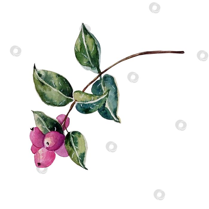 Скачать Гроздь розовой снежноягодницы на ветке с листьями, нарисованными акварелью. фотосток Ozero
