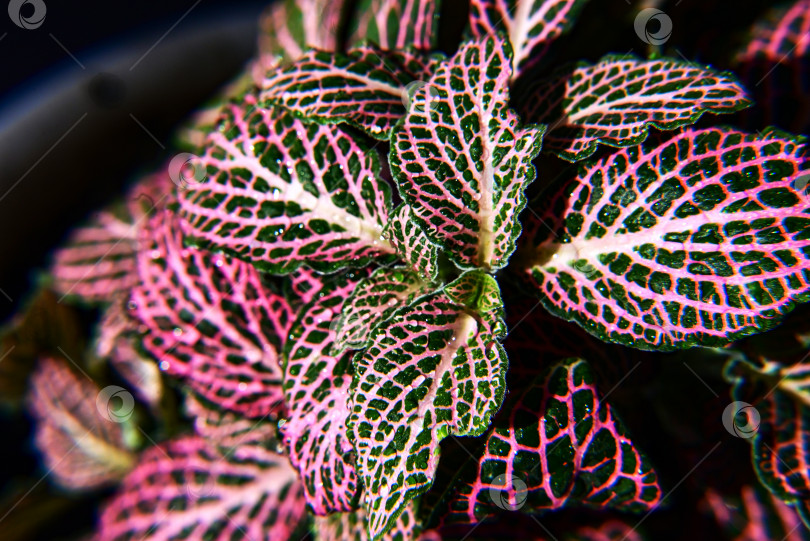 Скачать листья растения серебристый нерв или фиттонии альбивенис, выращиваемой в горшке в качестве комнатного растения фотосток Ozero