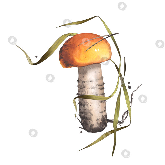 Скачать Лесной гриб в траве. Акварельная иллюстрация съедобных белых грибов. Натуральные ингредиенты. Осенний сезон. Для оформления открыток, плакатов, наклеек фотосток Ozero