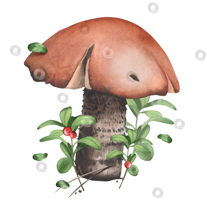 Скачать Съедобный гриб-переросток с лесными ягодами. белые грибы с клюквой. Акварельная иллюстрация на лесную тематику. Натуральные ингредиенты. Осенний сезон. Для оформления открыток, плакатов, наклеек фотосток Ozero