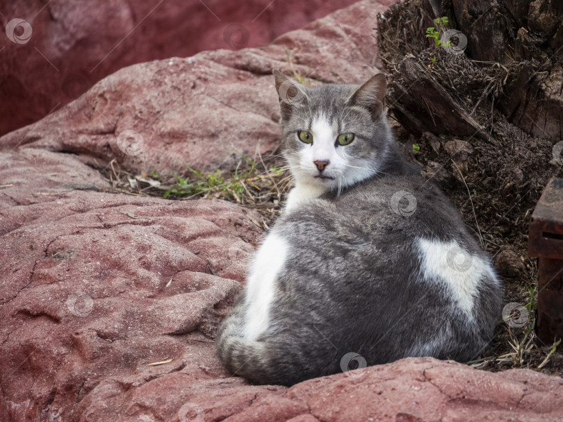Скачать Кот лежит на камне возле дерева и настороженно смотрит перед собой. У кошки желтые глаза и гладкая красивая шерсть. фотосток Ozero