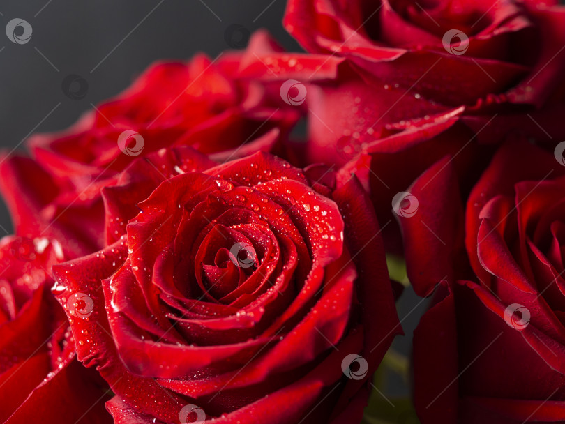 Скачать Букет из красных роз с каплями воды на лепестках. Праздничный цветочный фон. фотосток Ozero