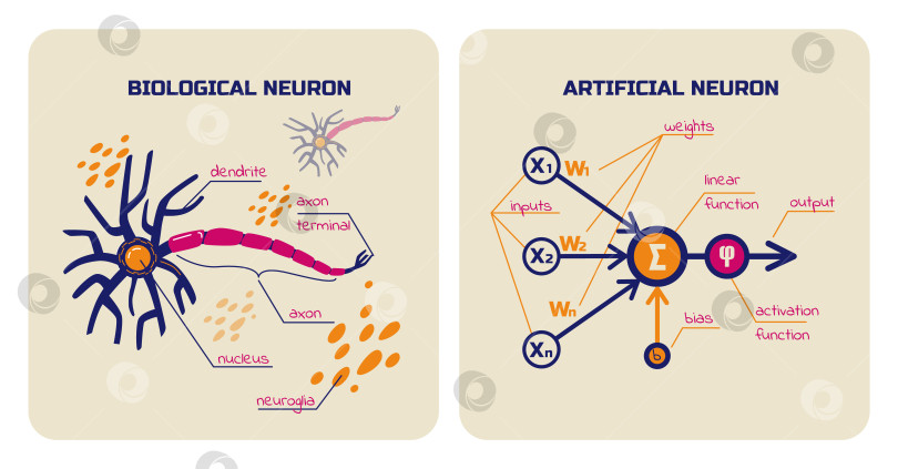 Скачать Визуальные схемы биологических и искусственных нейронов. Элементы нейронной сети. Векторная иллюстрация. фотосток Ozero