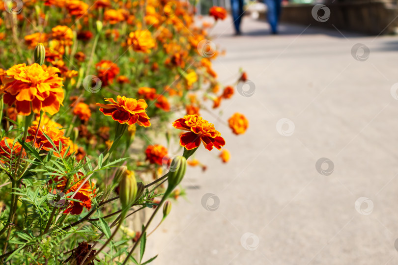Скачать Оранжевые цветы маргаритки на клумбе фотосток Ozero