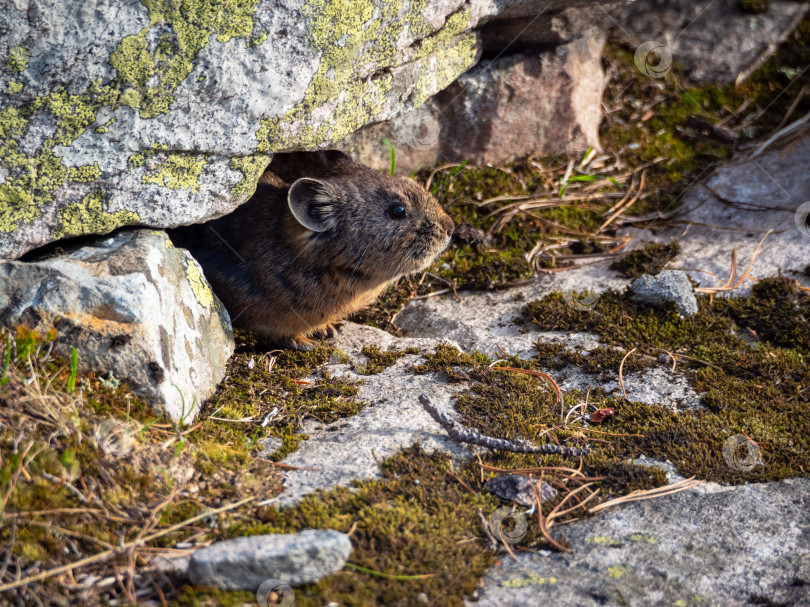 Скачать Крупный план забавной пищухи Ochotona collaris, сидящей на скале в горах Алтая. Симпатичное маленькое млекопитающее на фоне боке. Маленький грызун-пищуха нежится на камне. фотосток Ozero