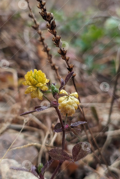 Скачать Красивый жёлтый цветок на фоне осенней растительности фотосток Ozero