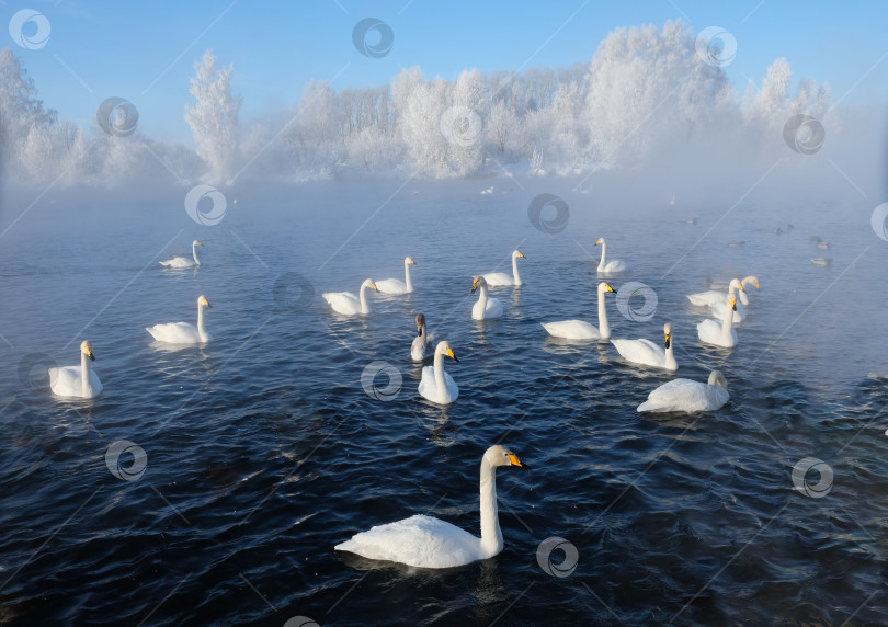 Скачать Озеро лебединое фотосток Ozero