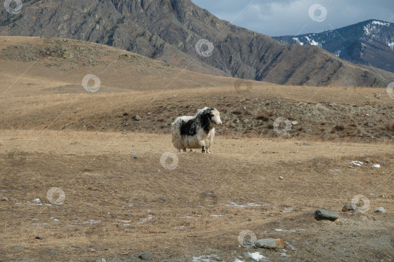 Скачать Чуйский тракт фотосток Ozero