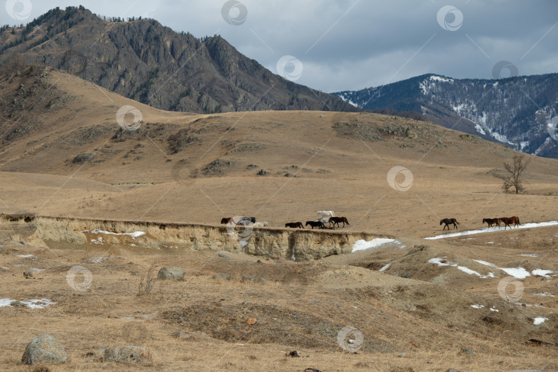 Скачать Чуйский тракт фотосток Ozero