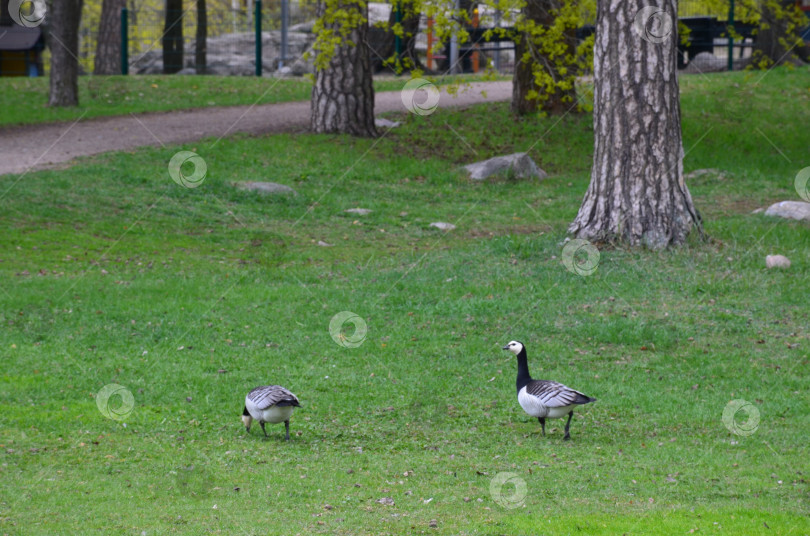 Скачать Белощекие казарки (лат. Branta leucopsis): небольшой гусь рода казарок семейства утиных фотосток Ozero