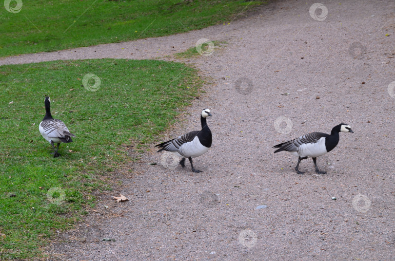 Скачать Белощекие казарки (лат. Branta leucopsis): небольшой гусь рода казарок семейства утиных фотосток Ozero