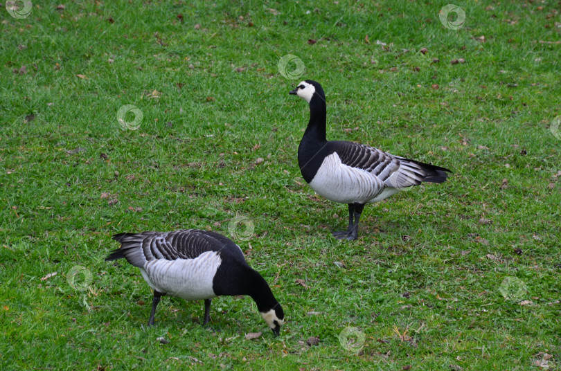 Скачать Белощекие казарки (лат. Branta leucopsis): небольшой гусь рода казарок семейства утиных фотосток Ozero