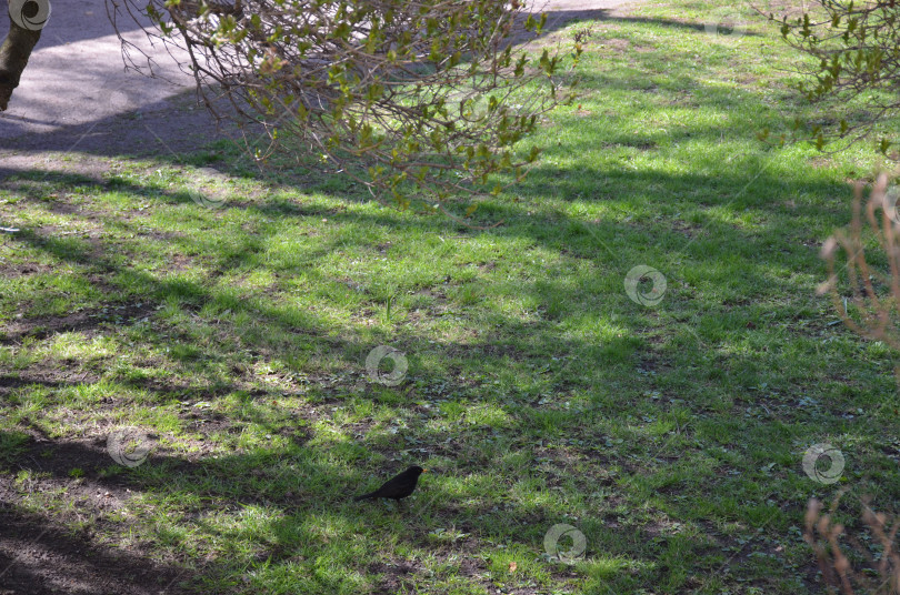 Скачать Черный дрозд (лат. Turdus merula) в весеннем парке фотосток Ozero