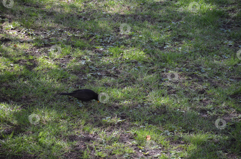 Скачать Черный дрозд (лат. Turdus merula) в весеннем парке фотосток Ozero