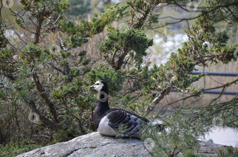 Скачать Белощекая казарка (лат. Branta leucopsis) сидит на камне среди зеленеющих кустарников. Небольшой гусь рода казарок семейства утиных фотосток Ozero