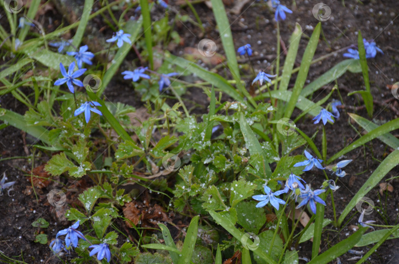 Скачать Пролеска (лат. Scilla) усыпанная весенним снегом, голубой первоцвет фотосток Ozero