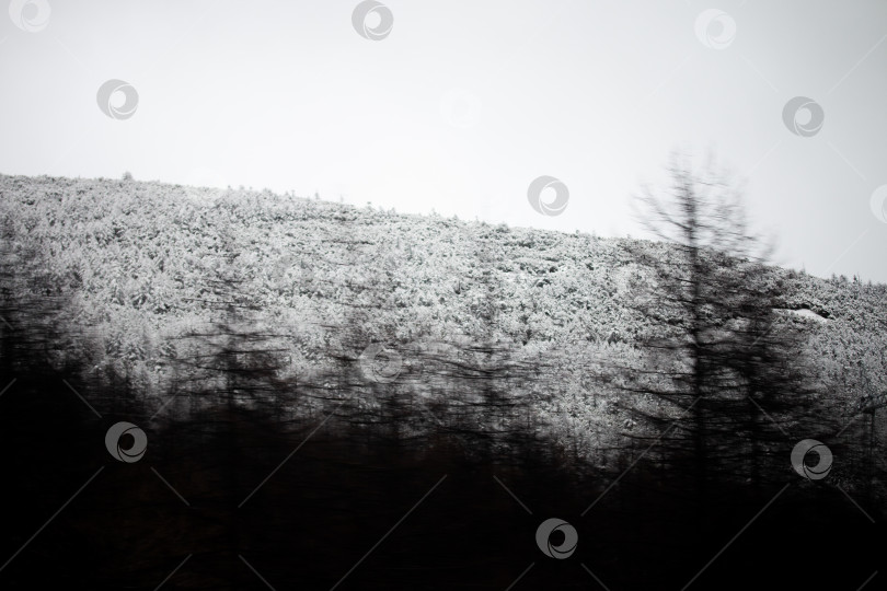 Скачать Фотография зимнего леса во время снегопада в Магадане, Россия фотосток Ozero