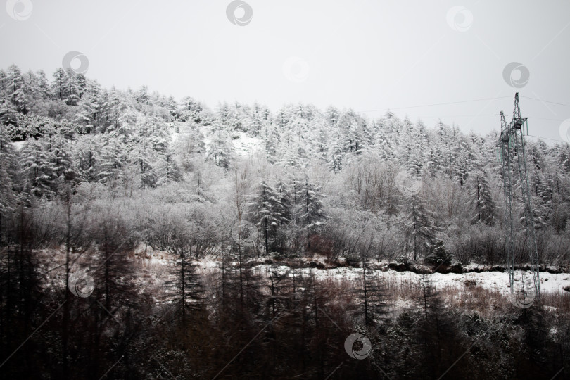 Скачать Фотография зимнего леса во время снегопада в Магадане, Россия фотосток Ozero