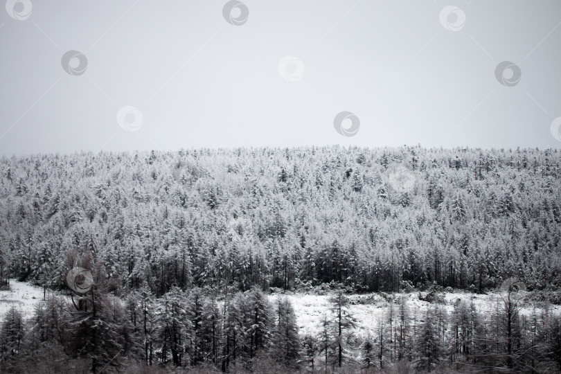 Скачать Фотография зимнего леса во время снегопада в Магадане, Россия фотосток Ozero