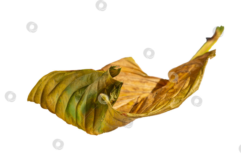 Скачать Сухой осенний желтый лист, выделенный на белом фоне, мягкий фокус фотосток Ozero
