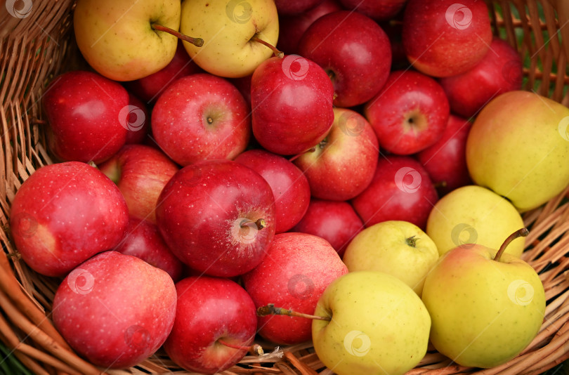 Скачать Свежие спелые красные яблоки в качестве фона фотосток Ozero