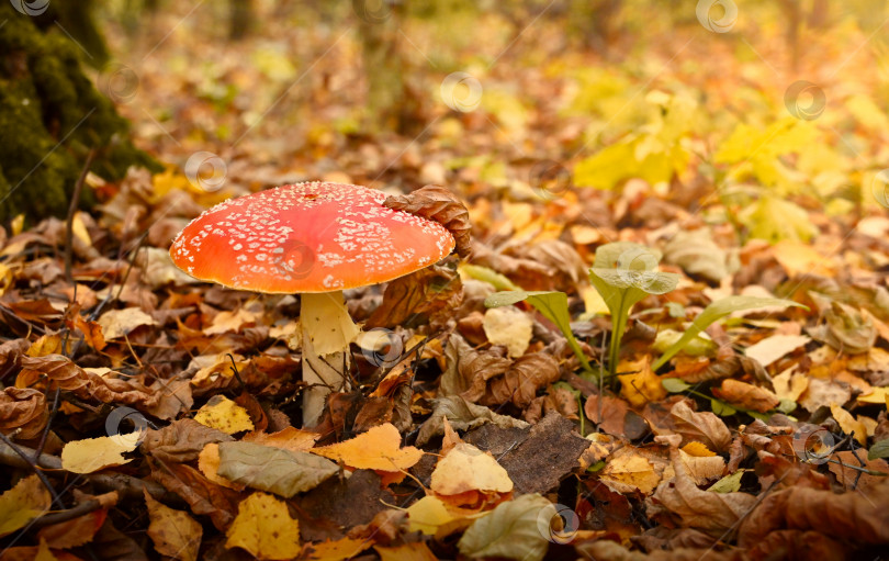 Скачать осенний сезон. гриб amanita muscaria в осеннем лесу, естественный яркий солнечный фон. концепция сбора грибов. Мухомор, дикий ядовитый красный гриб в желто-оранжевых опавших листьях. фотосток Ozero