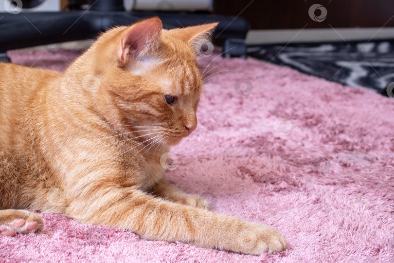 Скачать Рыжий кот на ковре портрет крупным планом фотосток Ozero