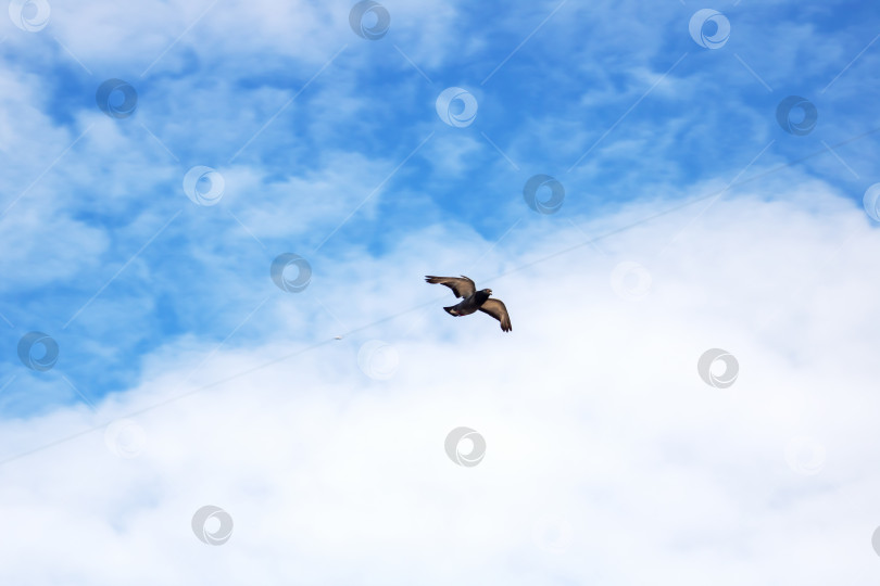 Скачать Птица летит в ярко-голубом небе фотосток Ozero