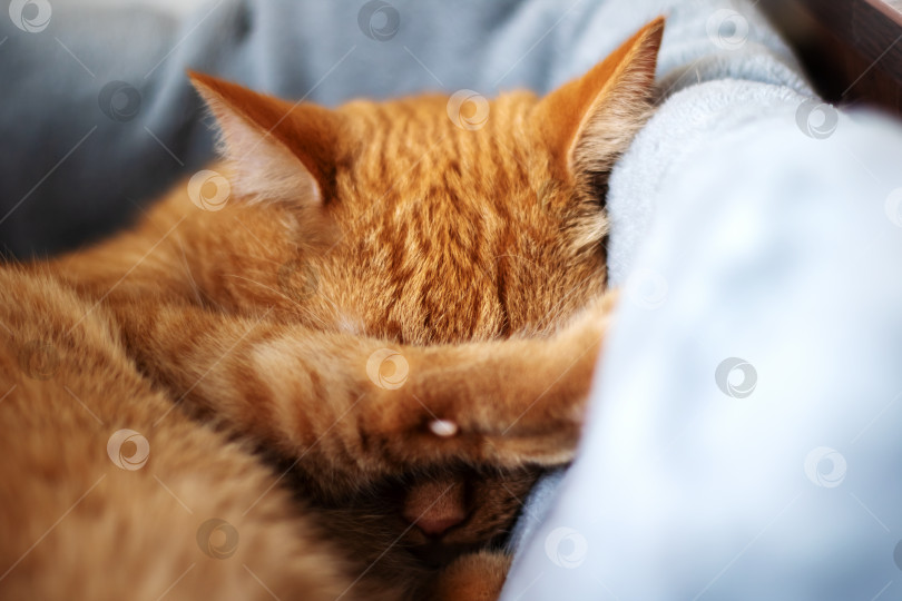 Скачать Рыжий котенок, спящий на солнце крупным планом фотосток Ozero