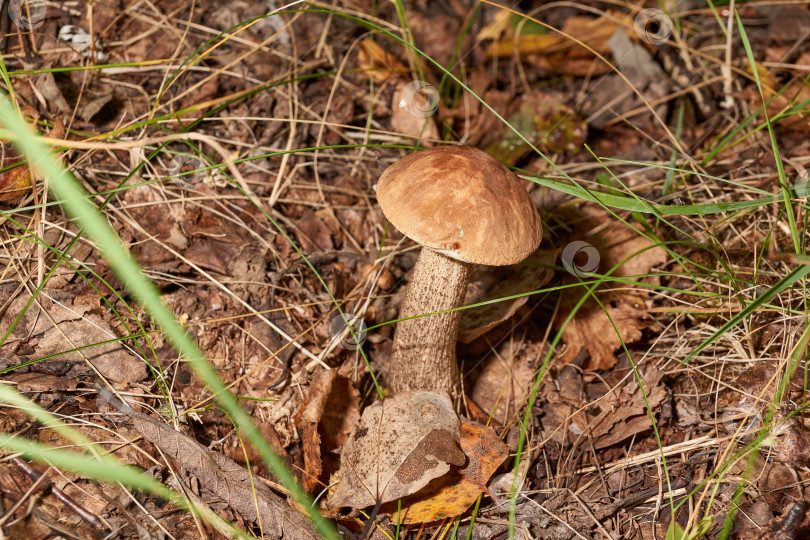 Скачать Прогулка в лес за грибами. фотосток Ozero