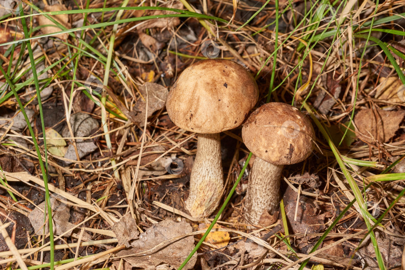 Скачать Прогулка в лес за грибами. фотосток Ozero