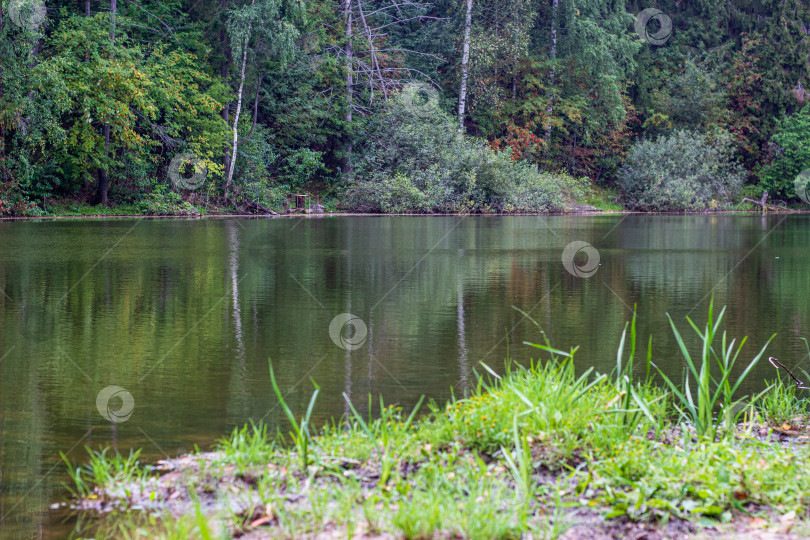 Скачать Пейзаж смешанного леса на берегу реки фото фотосток Ozero