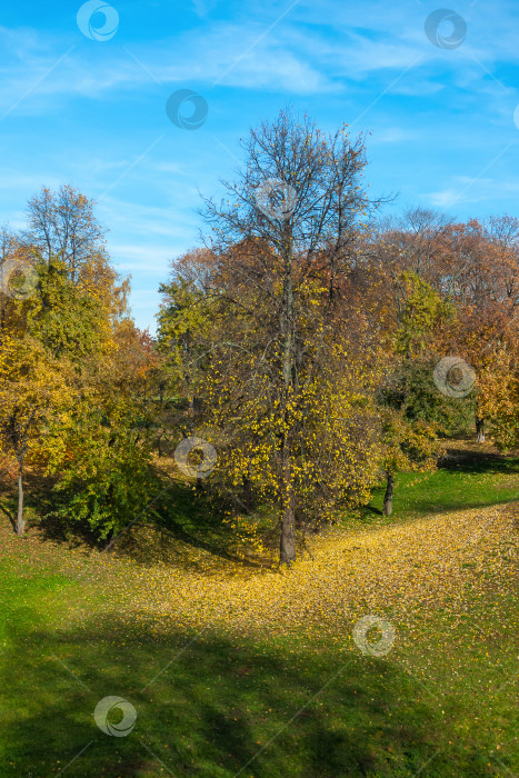 Скачать Осенний листопад в солнечный день, парк Царицыно, Москва фотосток Ozero