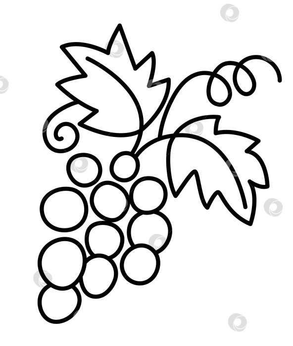 Скачать Векторный значок линии винограда. Черно-белая иллюстрация или раскраска с фруктами фотосток Ozero