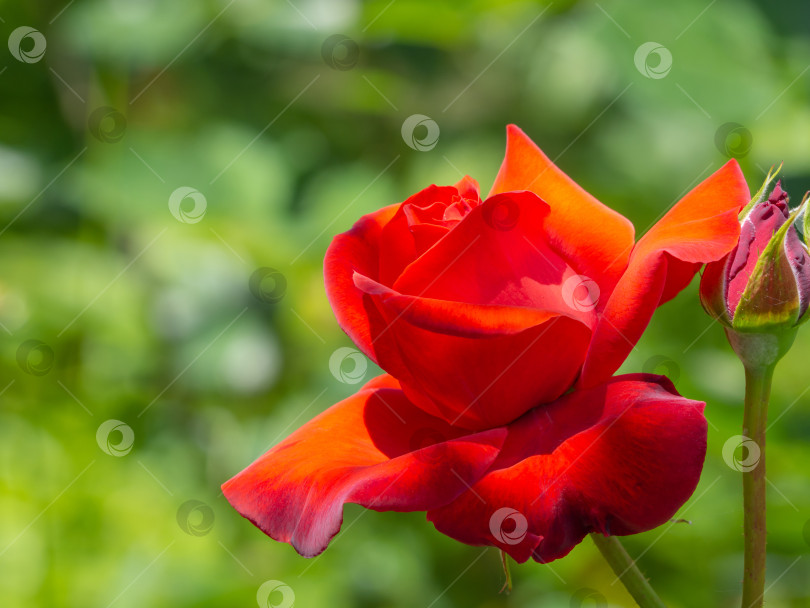 Скачать Красная садовая роза. Крупный план бордовой розы, цветущей на открытом воздухе в саду в солнечный день. Одинокий алый цветок крупным планом. Роза для дизайнеров, фонов или поздравительных открыток фотосток Ozero