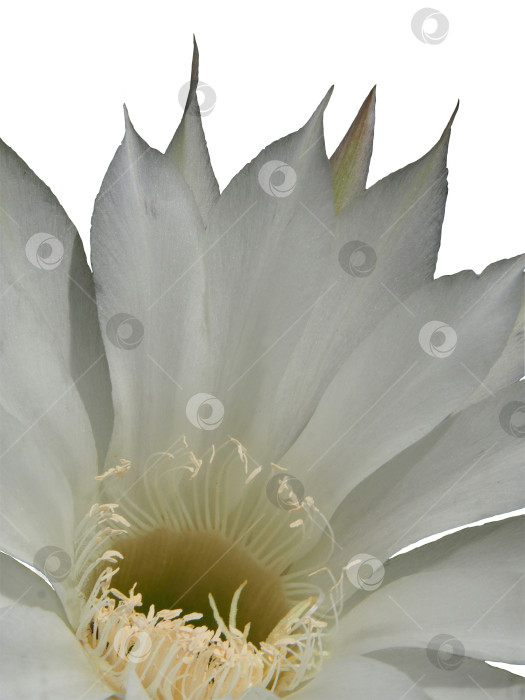 Скачать Лепестки цветка кактуса, выделенные на белом фоне. Крупный план цветка цветущего кактуса фотосток Ozero