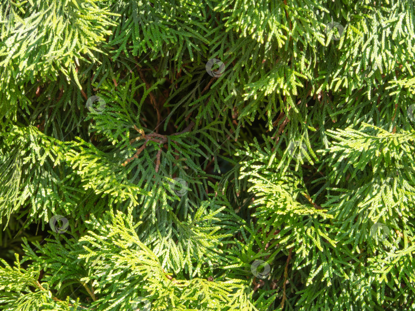 Скачать Естественная фоновая текстура зеленых хвойных ветвей крупным планом фотосток Ozero