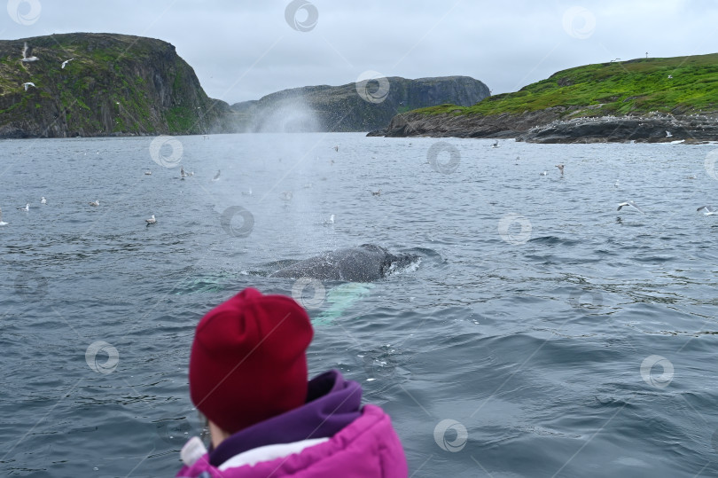 Скачать Девочка смотрит на горбатого кита. Горбатый кит. Дыхание кита. фотосток Ozero