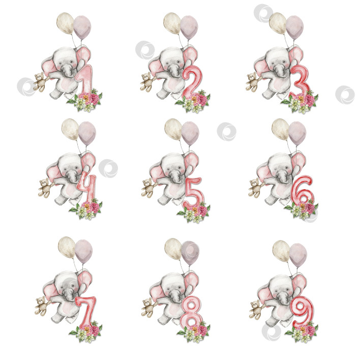 Скачать Нарисованный акварелью от руки маленький слоненок с цветами георгина и композицией из цифр. Африканский звереныш для оформления детской вечеринки, дня рождения, торта, украшения детской комнаты, плаката, ткани. фотосток Ozero