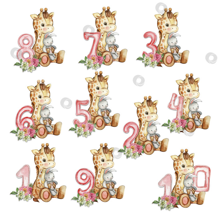 Скачать Нарисованный акварелью от руки маленький детеныш жирафа с цветами георгина и композицией из цифр. Африканский звереныш для оформления детской вечеринки, дня рождения, торта, украшения детской комнаты, плаката, ткани. фотосток Ozero