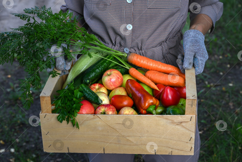 Скачать Корзинка с овощами (морковь, огурцы, перец, яблоки, кабачки, петрушка) в ваших руках. фотосток Ozero