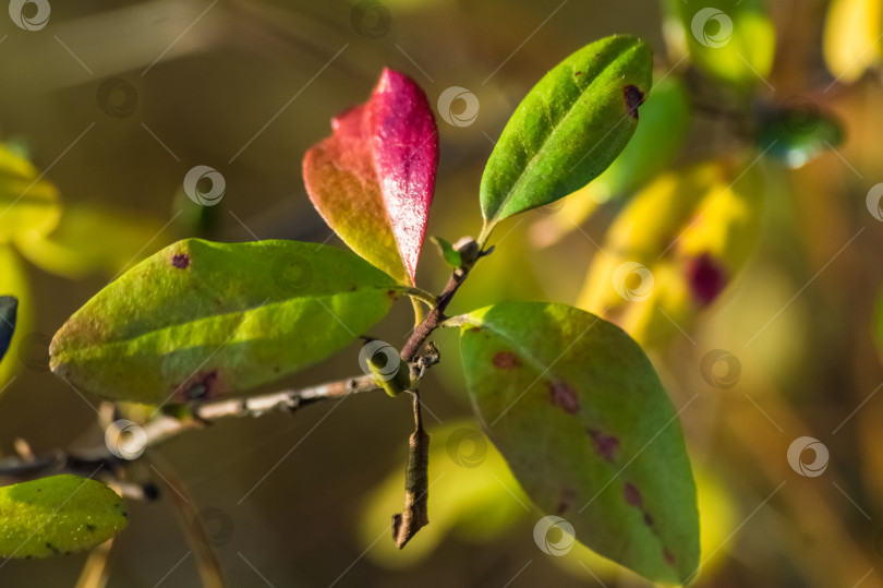 Скачать Крупный план ветки с разноцветными листьями на размытом фоне. Осенние листья куста багульника. фотосток Ozero