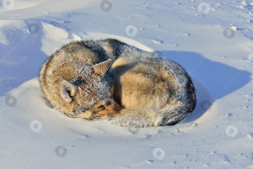 Скачать собака спит на снегу фотосток Ozero