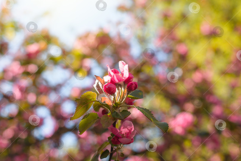 Скачать Розовые лепестки цветущего дерева крупным планом. Вишневое дерево цветет весной. Солнечный теплый день в саду. Выборочный мягкий фокус фотосток Ozero